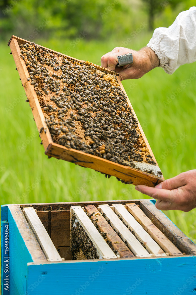 养蜂人在养蜂场。从蜂箱中拉出框架。蜜蜂在蜂窝上。养蜂人从中取出蜂窝