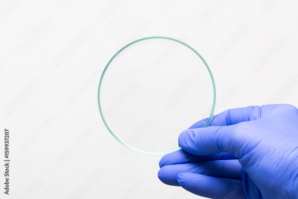 Empty petri dish for growing cultures of microorganisms in doctor hand , fungi and microbes. A Petri