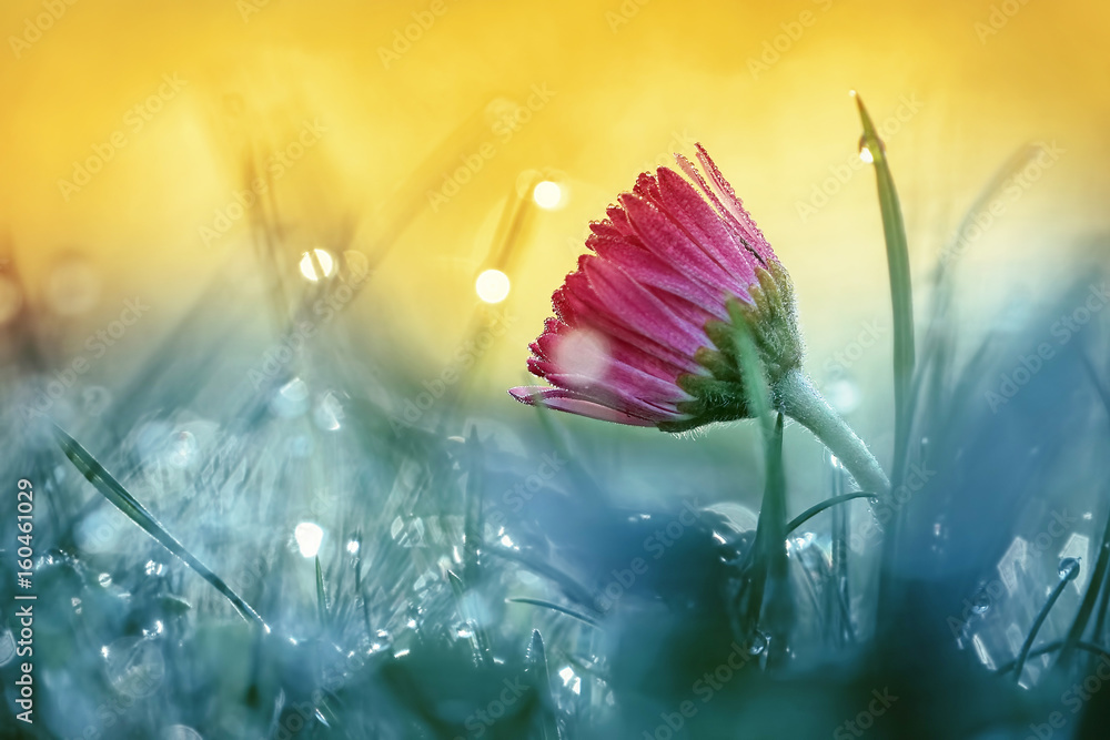 美丽的粉红色雏菊花在草地上，在阳光下，在金色和绿松石色的背景下，在大自然中绽放