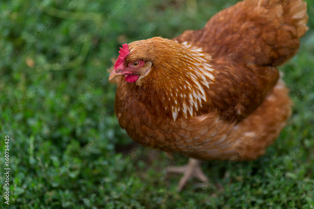 在阳光明媚的日子里，母鸡和公鸡在传统的农村谷仓里觅食。