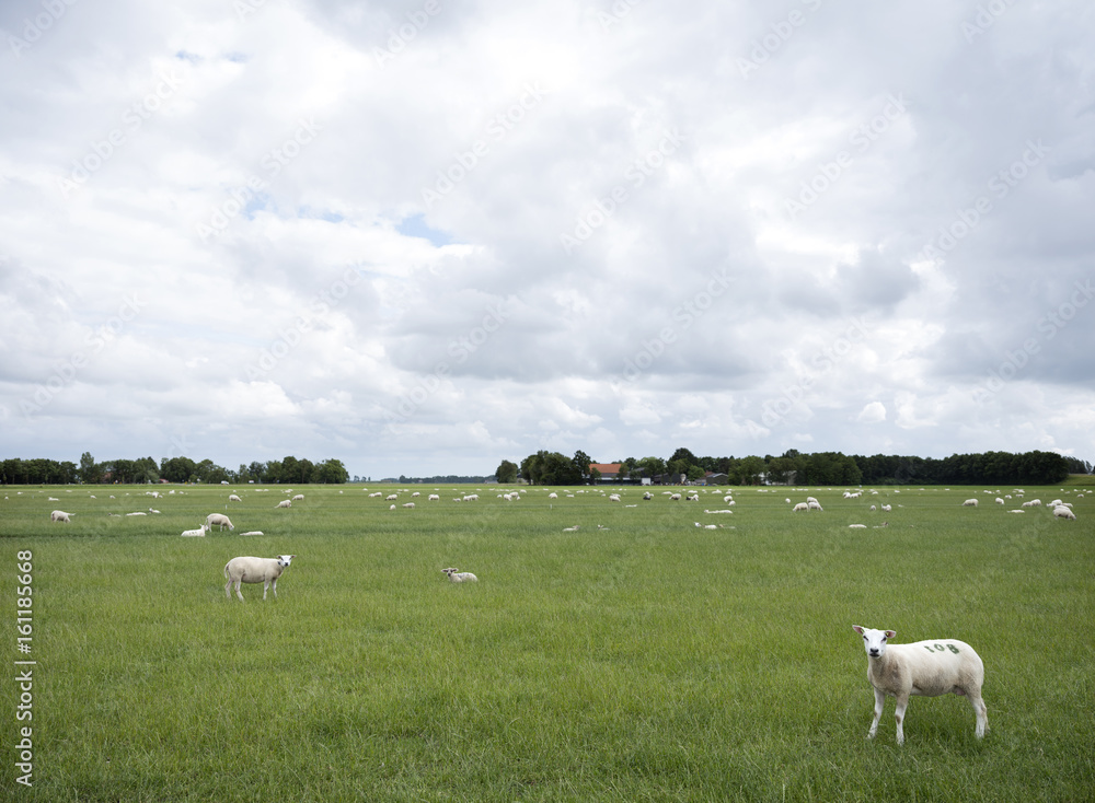 绵羊在荷兰埃默洛德附近的绿色草地上吃草