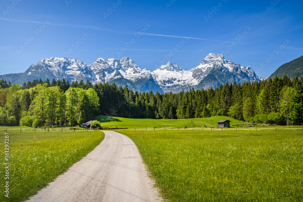Idyllic alpine landscape, blooming meadow with snow-covered peaks in the background, Salzburger Land