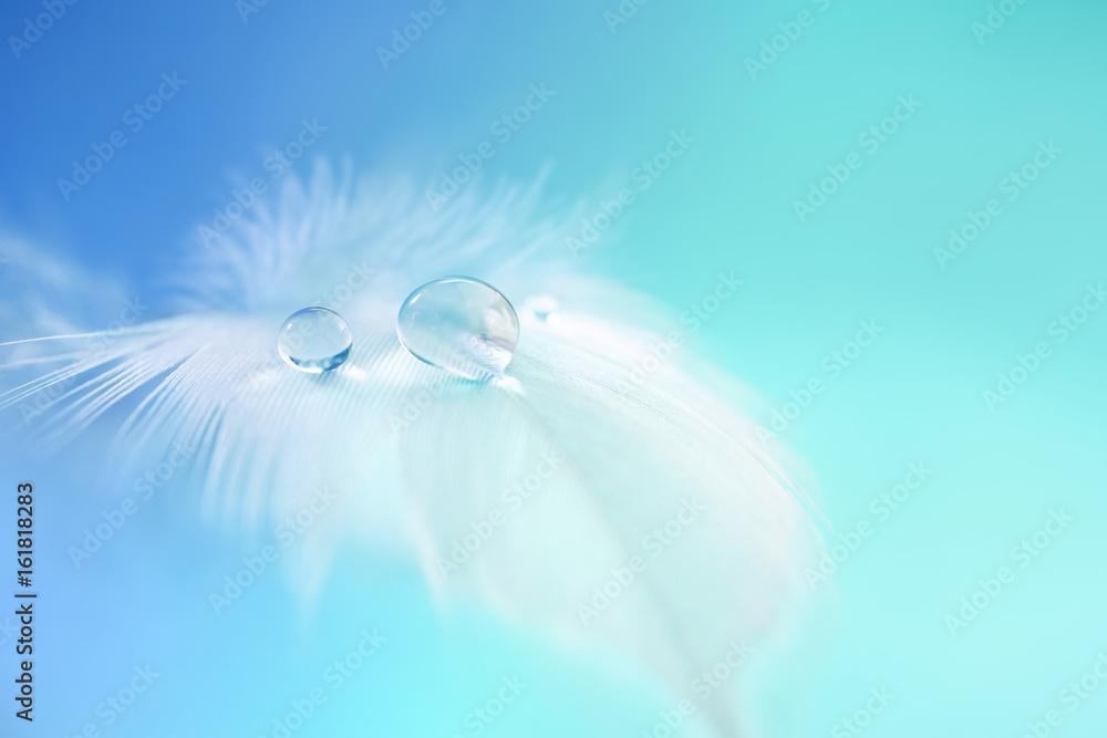 Background with bird feather. White light airy soft feather with transparent drops of water on  turq