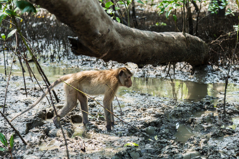 猴子生活在泰国的红树林中