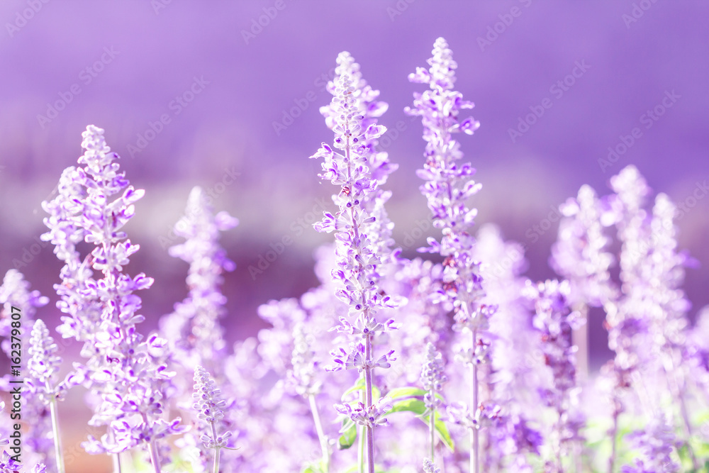 近距离观察花园里美丽的紫蓝色花朵，鼠尾草植物（lat.Salvia Officinalis）