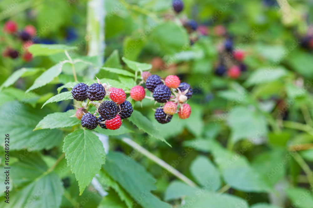 浆果成熟的黑树莓