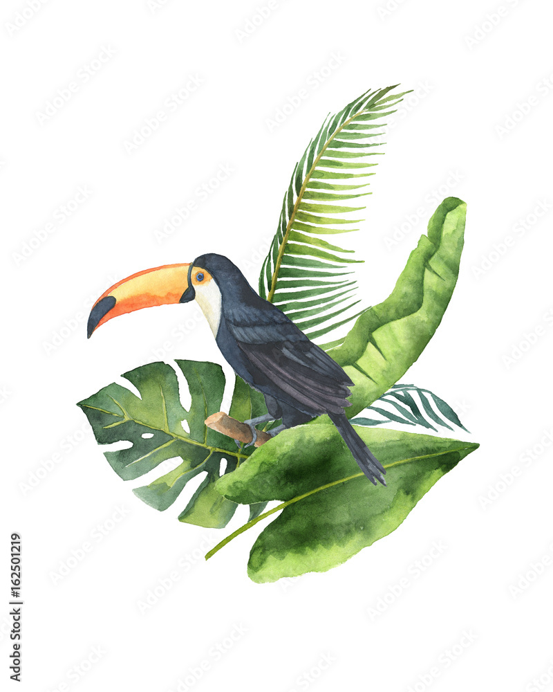 热带树叶和巨嘴鸟的水彩画花束，白色背景。
