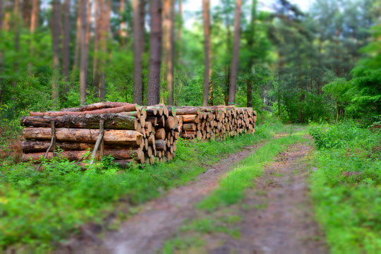 kłody drewna sosnowego w lesie