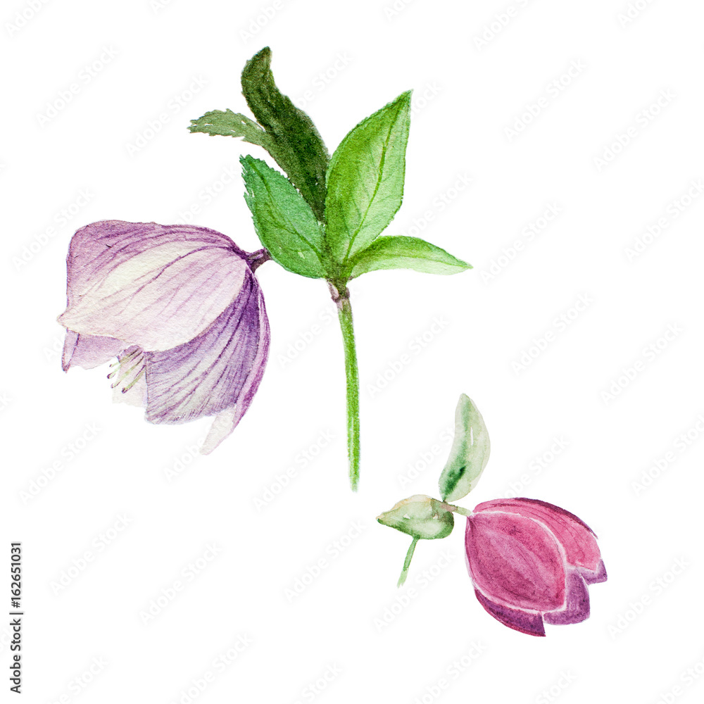 Watercolor botanical illustration of two hellebores isolated on white background