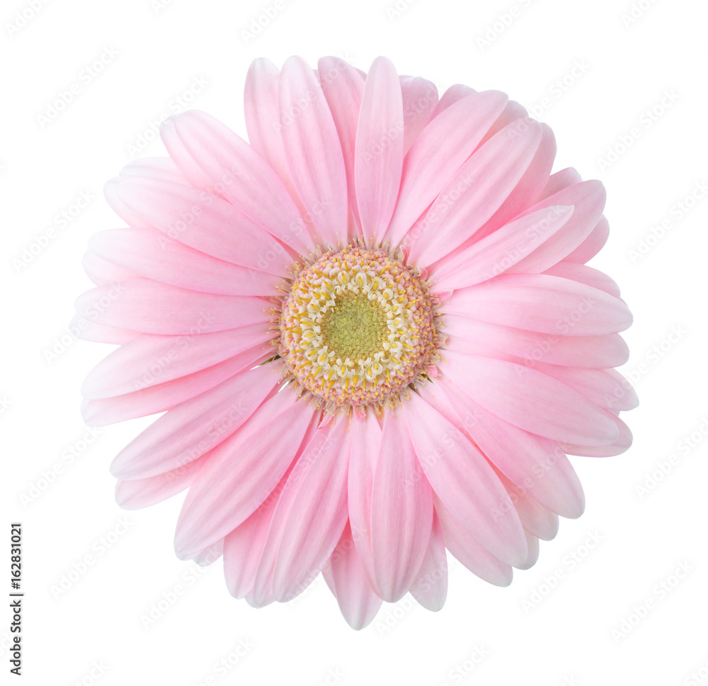 浅粉色非洲菊花，白色背景。