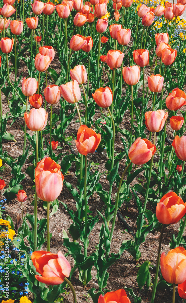 Tulipani colorati, fiori in aiuola