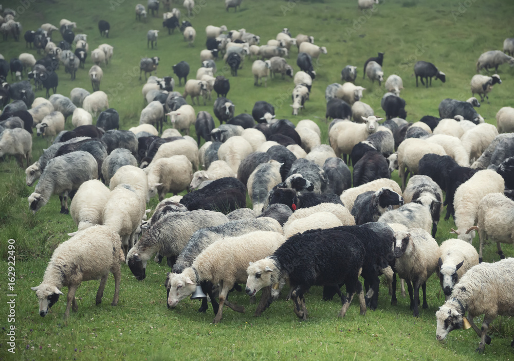 牧场上的羊群。农场构成