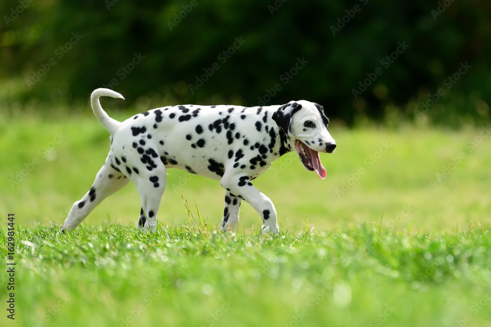 Dalmatian dog outdoors in summer
