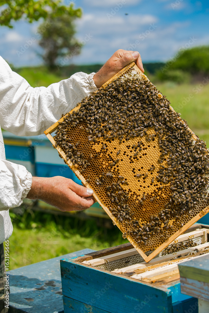 养蜂人在养蜂场上用蜂蜜做成的蜂巢框架