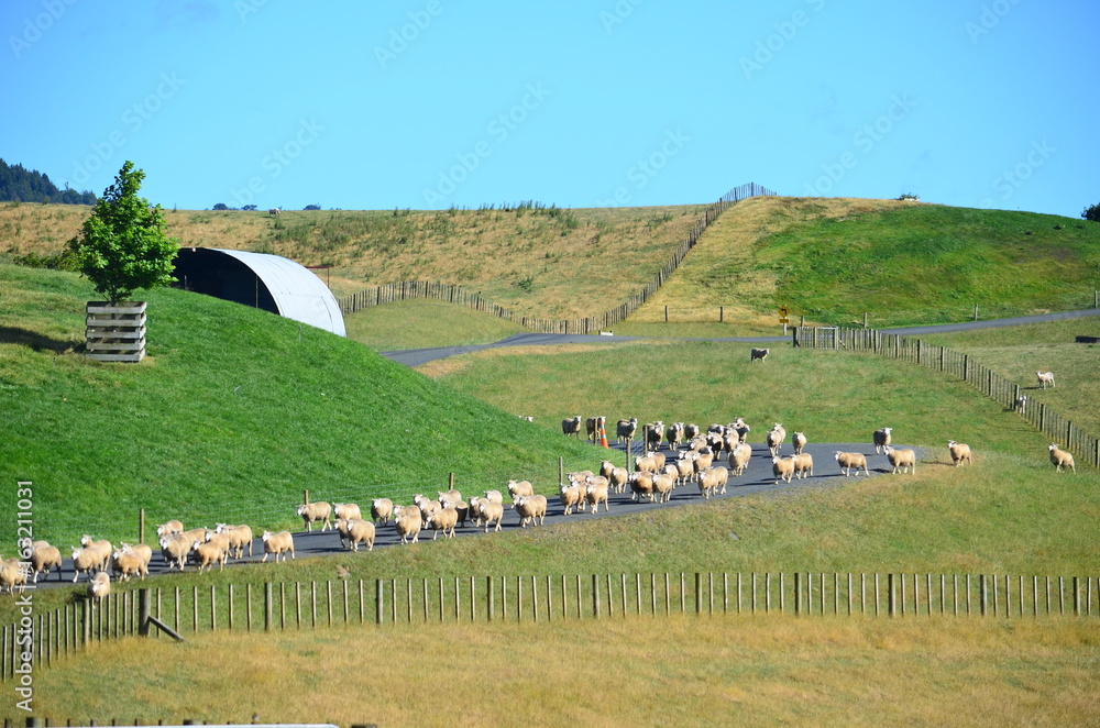 路上的羊群-新西兰
