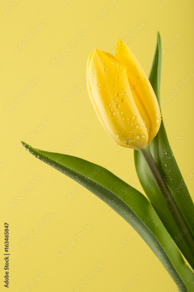 黄色郁金香的宏观视图。春天的背景