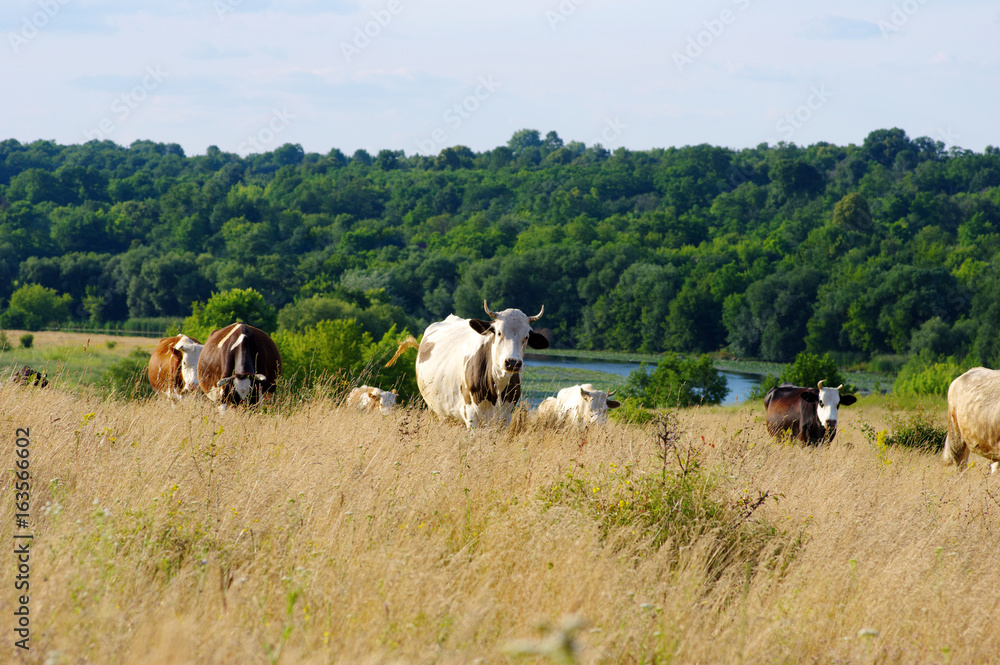 奶牛在田野上吃草