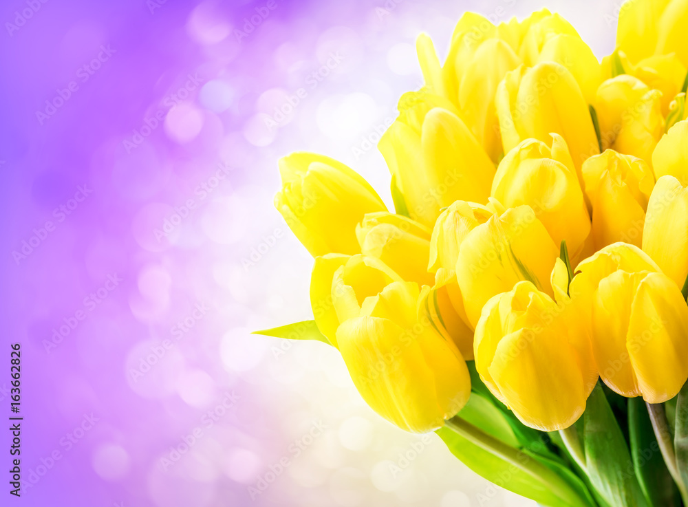 Yellow tulips on lilac background with bokeh. Beautiful yellow tulips close up. Easter border design