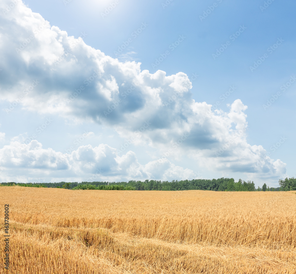 成熟的麦田和蓝天白云