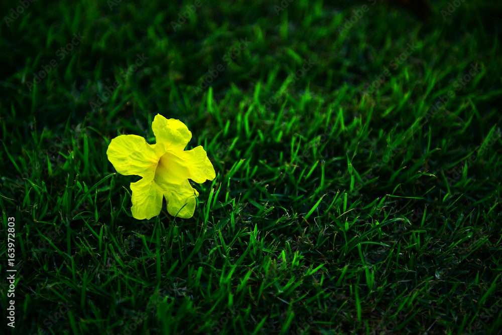 Yellow flowers on the lawn.
