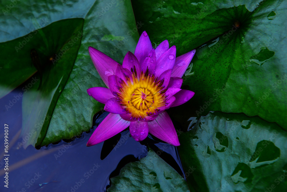 泰国的紫莲花，种在前院。花盆里的百合。