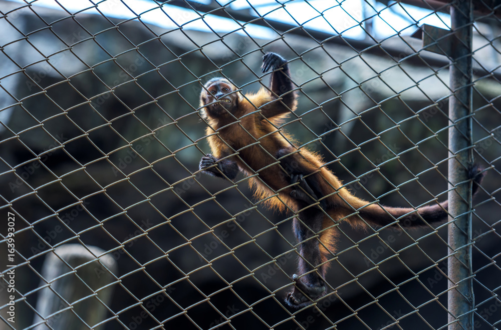 Monkey locked in a cage for help.animal monkey.animal monkey.