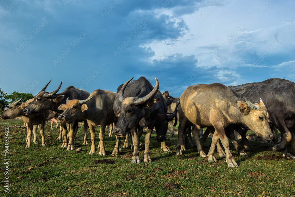 泰国水牛在他的农场。