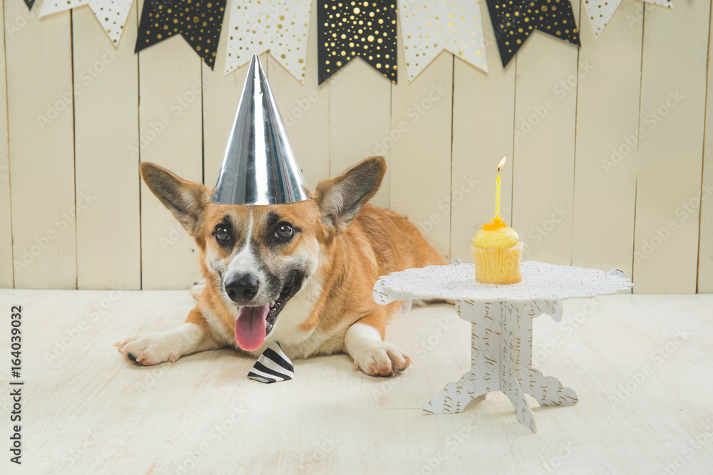 可爱的彭布罗克柯基犬戴着生日帽和节日纸杯蛋糕