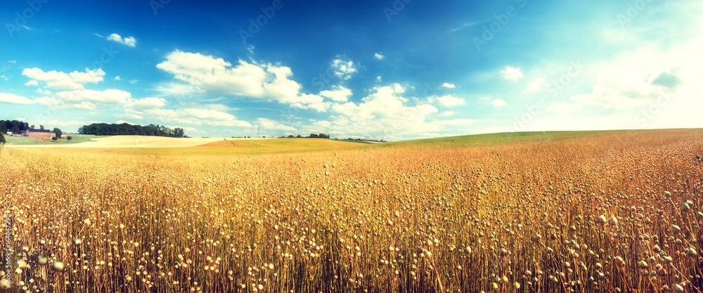 亚麻籽田的农业景观。自然背景
