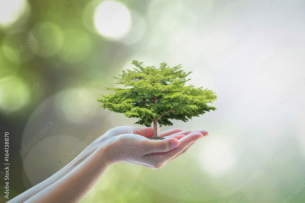 植树拯救生态可持续性、可持续环境和企业社会责任