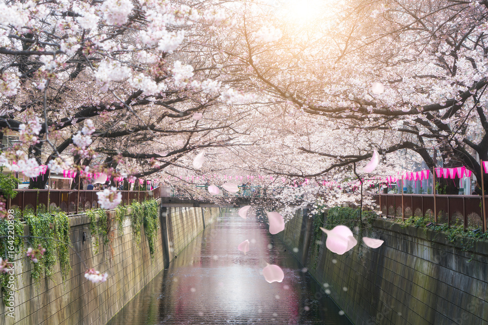 日本东京梅古罗运河樱花盛开。日本东京四月的春天。