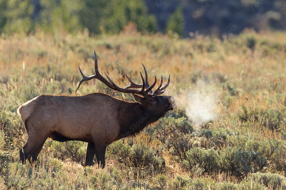 Bugling Elk, Jackson Hole
