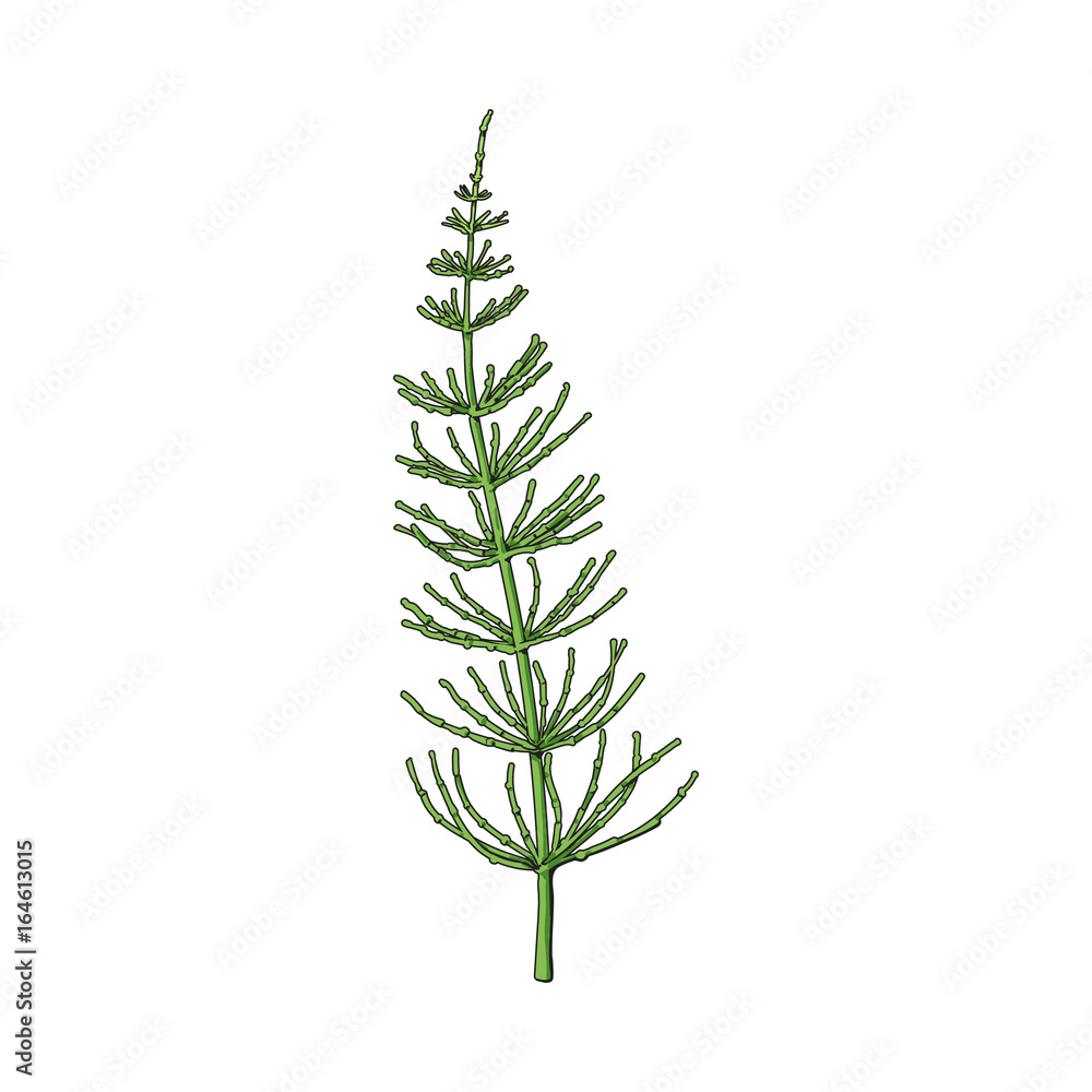 Beautiful equisetum, horsetail twig, branch, decoration element, sketch vector illustration isolated