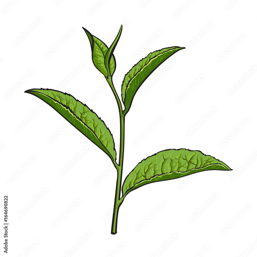 手绘绿茶叶，侧视图素描风格的矢量插图，孤立在白背景上。