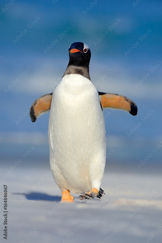 Gentoo企鹅在福克兰岛的海洋中游泳时跳出蓝色的海水。Acti