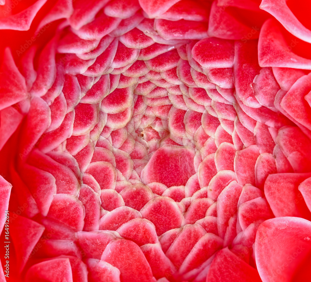 特写etlingera elatior花的颜色在自然界中是红色的
