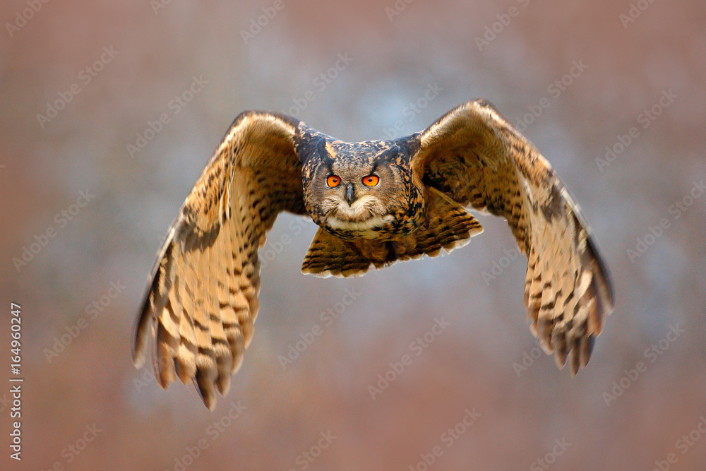 猫头鹰的脸飞。合作期间，在雪地森林中，张开翅膀、带雪花的欧亚鹰鸮飞翔