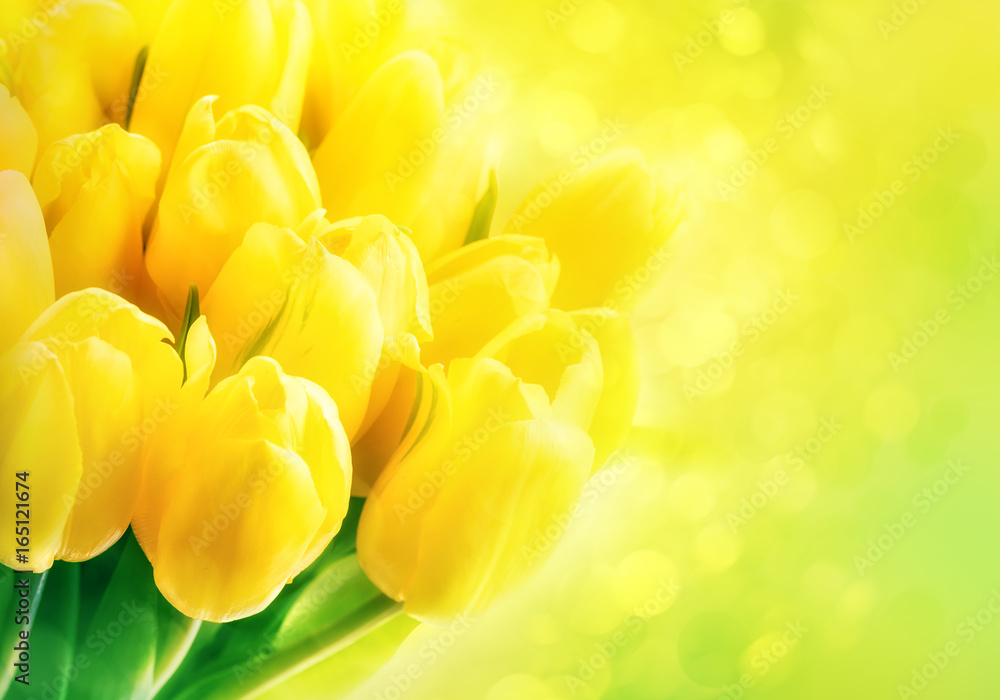 绿色背景上的黄色郁金香，带有bokeh。美丽的黄色郁金香特写。复活节边界设计