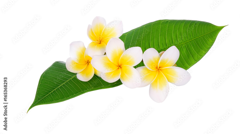 热带花卉鸡蛋花（鸡蛋花），白色背景上有隔离的叶子