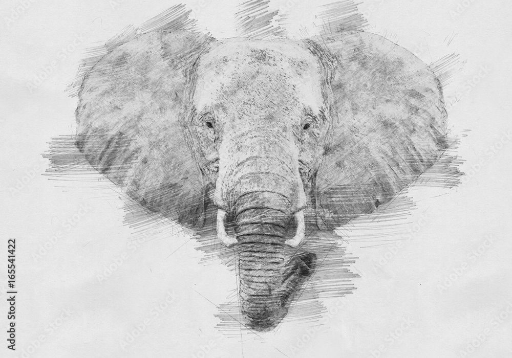 Elephant. Sketch with pencil