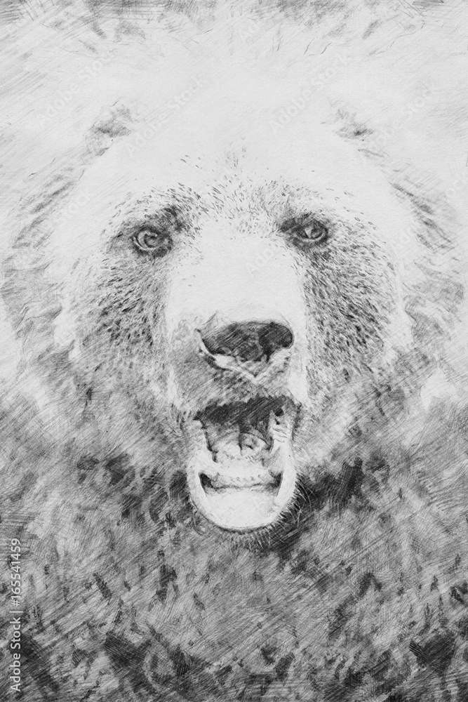 Bear. Sketch with pencil