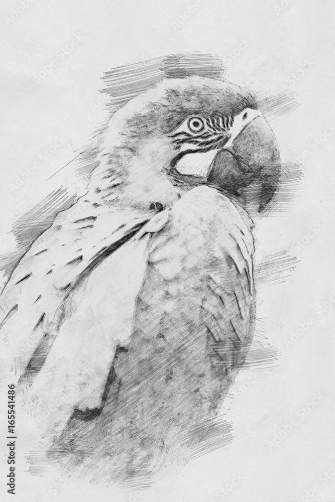 鹦鹉。铅笔素描