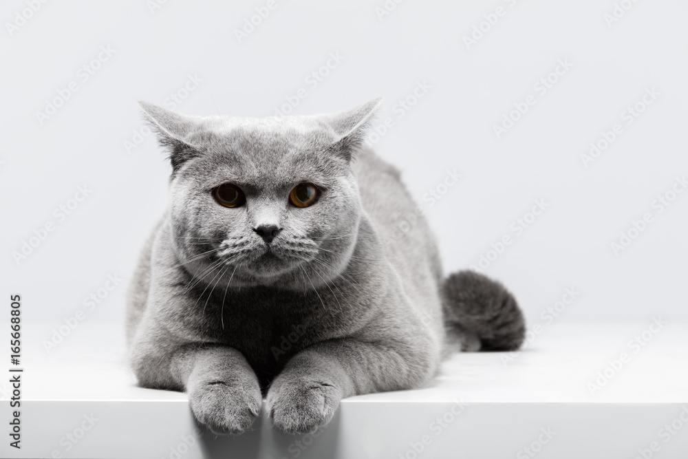 躺在白色桌子上的英国短毛猫