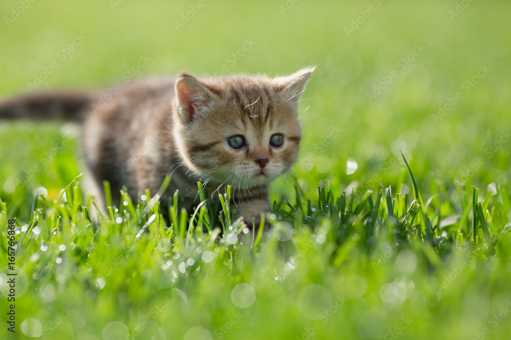 小猫在绿草地里偷东西