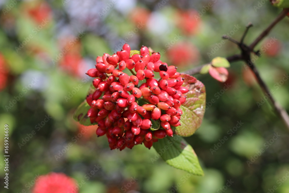 Viburnum lantana的果实。一开始是绿色的，后来变成红色，最后变成黑色。Wayfarer或wayfa