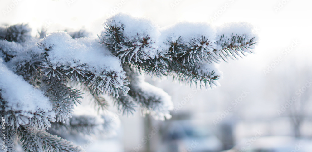 在柔和模糊的背景特写中，一棵蓝色云杉的树枝被雪覆盖。蓬松温和的sn
