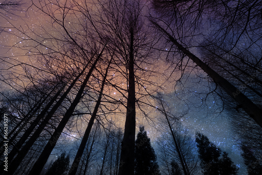 夜晚干燥的森林和松树的黑暗轮廓透视图，背景是星空