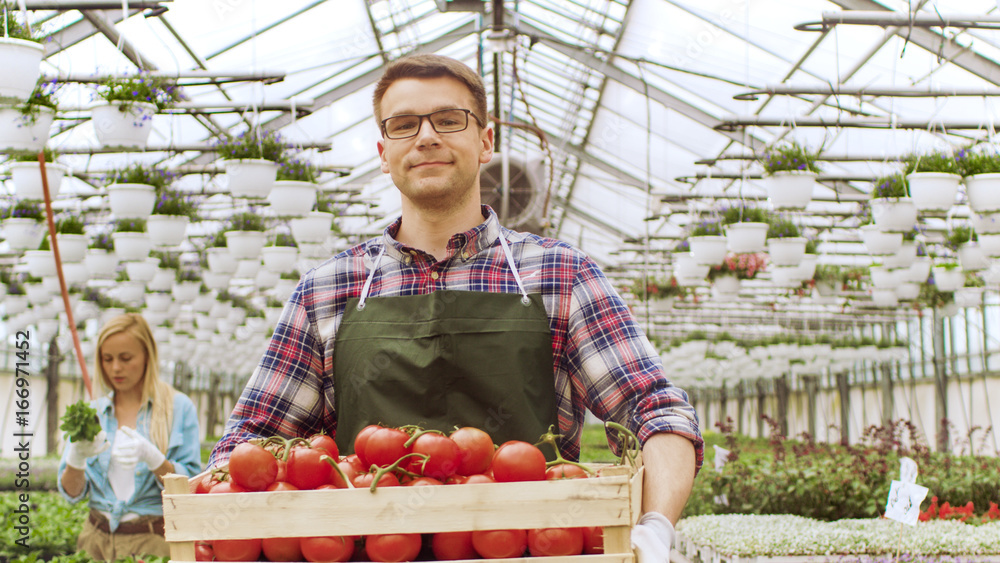 快乐的农民带着装满西红柿的盒子在明亮的工业温室里走在镜头前，