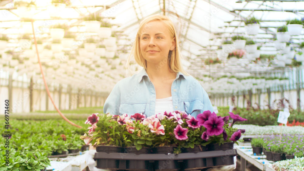 农业工程师拿着装满鲜花的盒子。她在阳光明媚的工业温室里快乐地工作。Vari