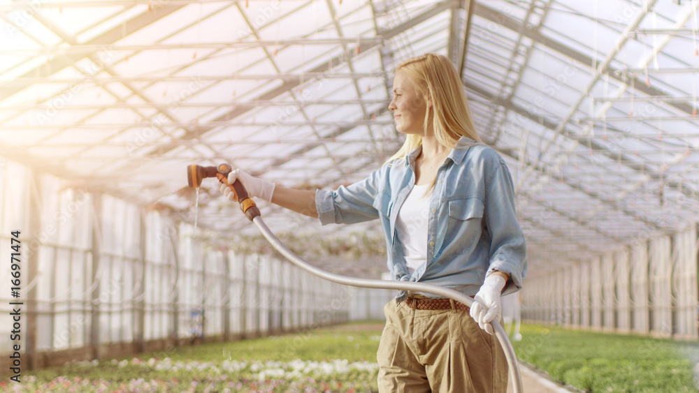 快乐的女园丁在阳光明媚的工业温室里用软管浇花。